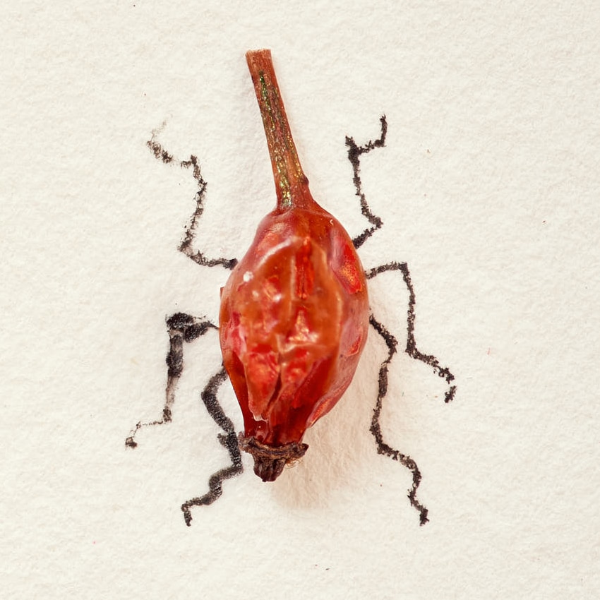 Rosehip beetle