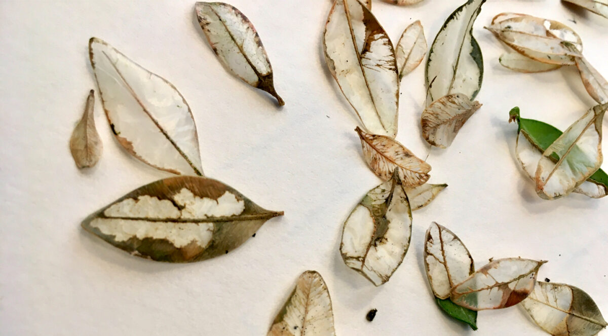 Small leaf skeleton of the box tree. Baldness caused by the sugar beetle caterpillars