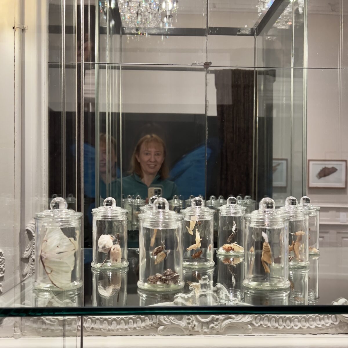 Vitrine mit Naturfundstücken in der Ausstellung [UN]scheinbare Welten im Schlossmuseum Arolsen 2025 