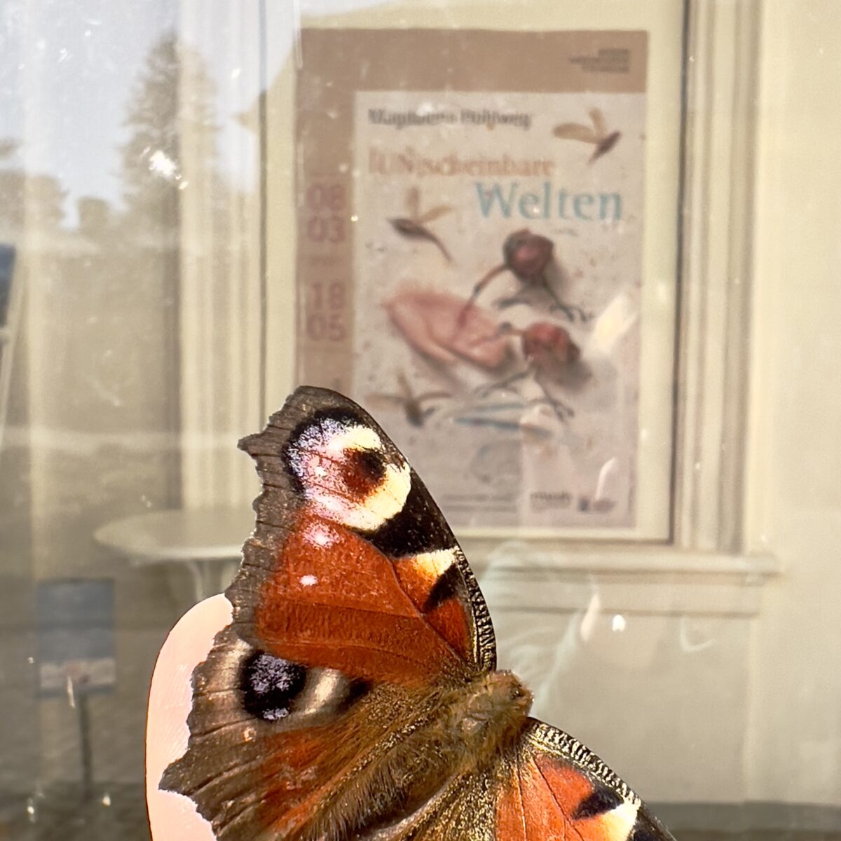 Ein Pfauenauge scheint auch neugierig auf die Ausstellung zu sein