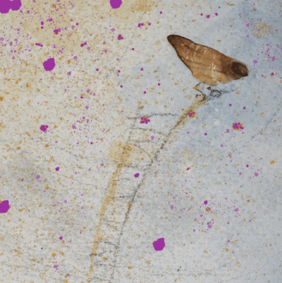 Collage with a pine seed as a bird sitting on a scribbled ladder