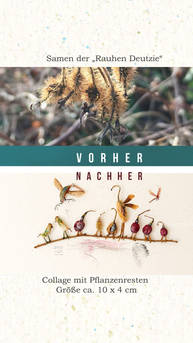 Collage of found objects. Bird species emerge from seeds 