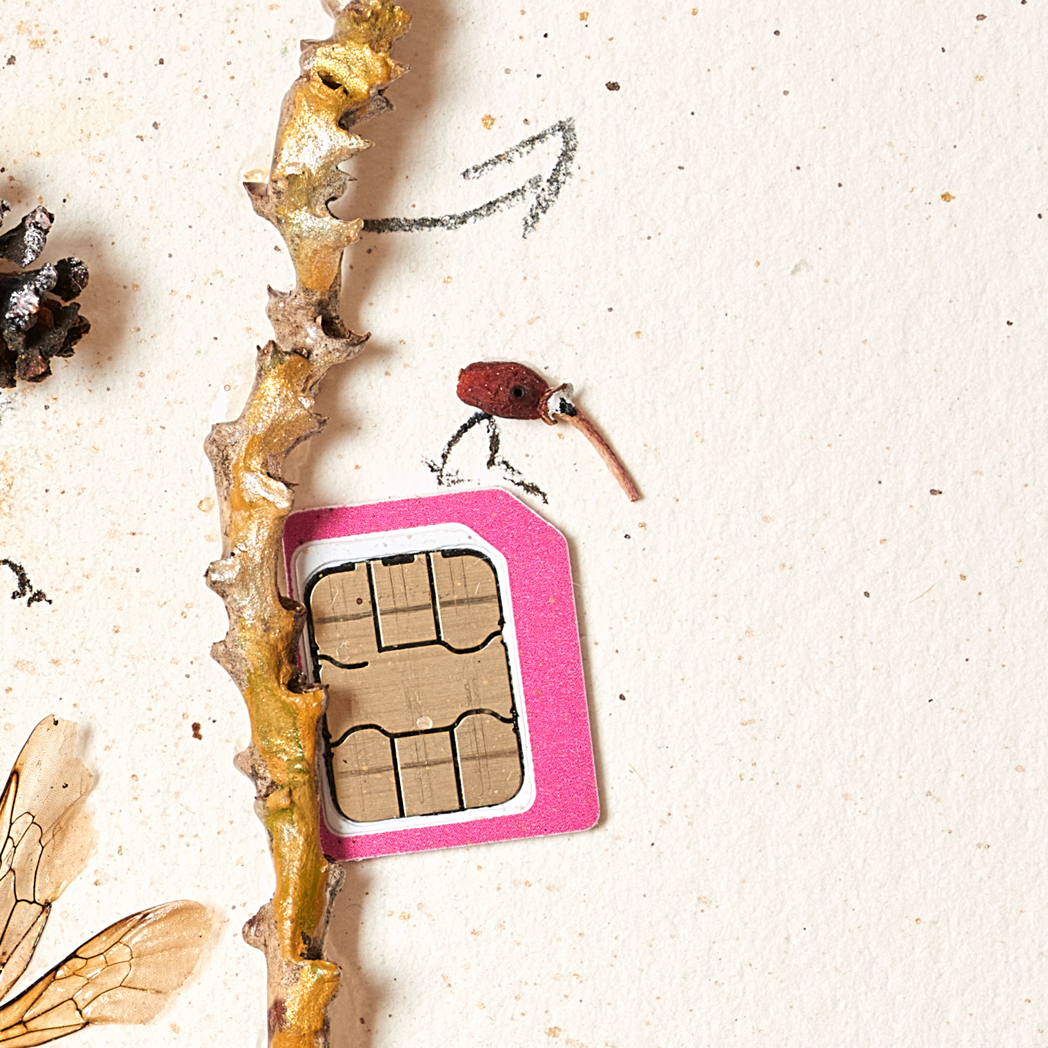 Ausschnitt aus der Assemblage "Digitalisierung der Natur? von Magdalena Hohlweg mit Telefonchipkarte, die einem Vogel aus einer Samenkapsel als Sitzplatz dient