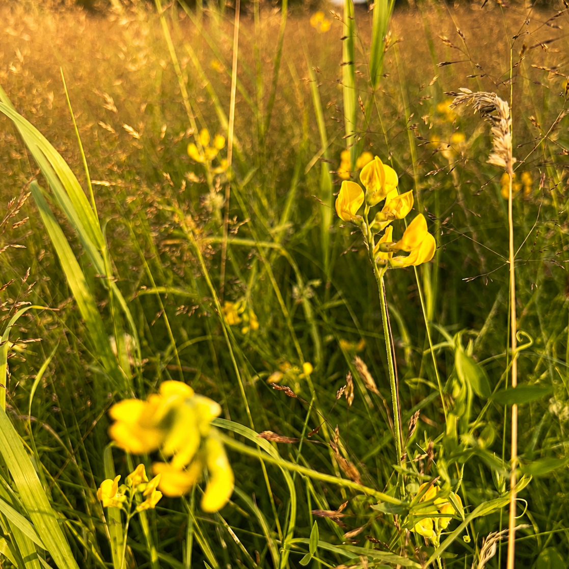 A summer meadow with yellow wildflowers among the grasses, photographed during the golden hour.