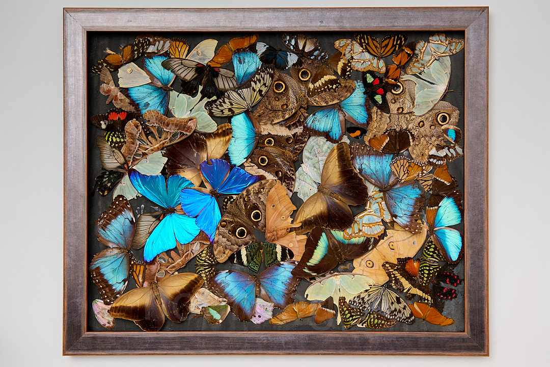 Gesamtansicht der Assemblage „Auf immer und ewig“ von Magdalena Hohlweg mit zahlreichen Schmetterlingen in Sonderrahmung hinter Museumsglas