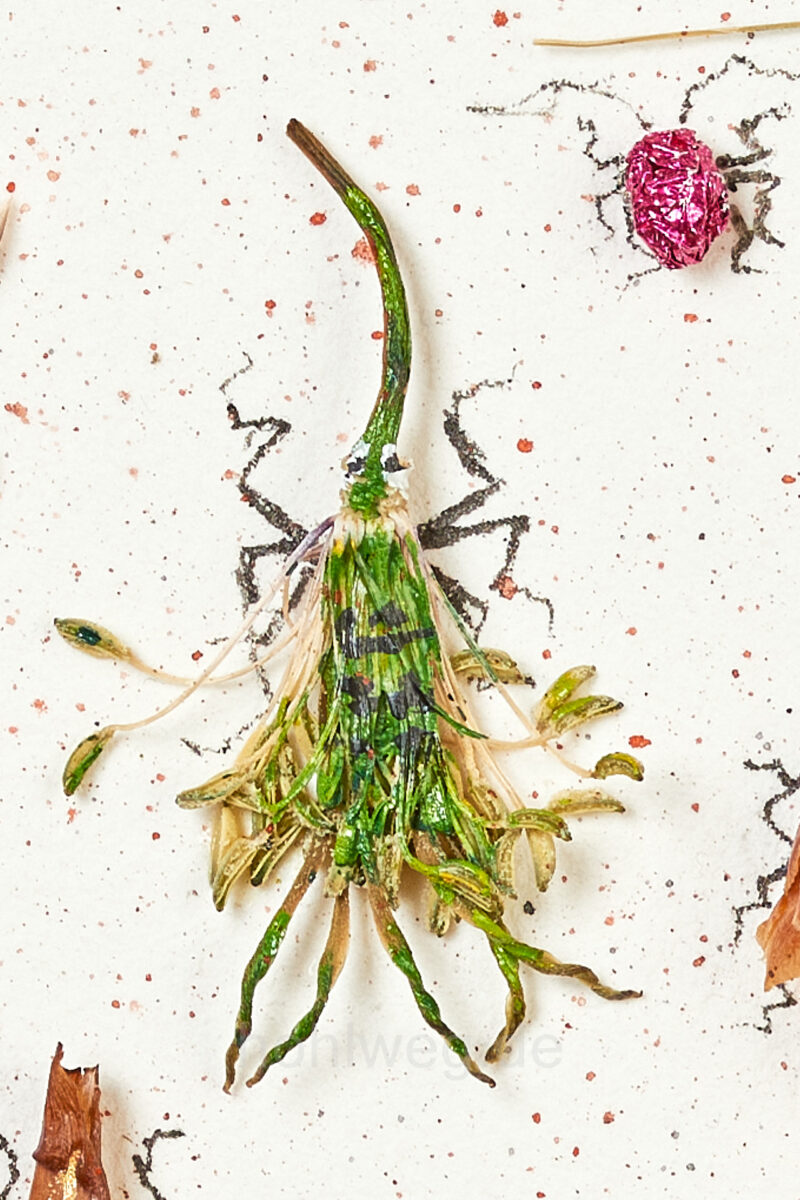 Insektenassemblage von Magdalena Hohlweg mit einem Körper aus einer Grasblüte und gekritzelten Beinen